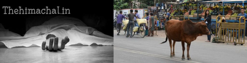 ऊना के पेखूबेला गांव के एक व्यक्ति की बैल के हमले में मौत हो गई।