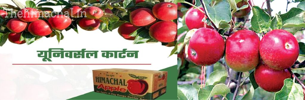 यूनिवर्सल कार्टन से बागबानों के साथ सरकार को भी मिला फायदा
