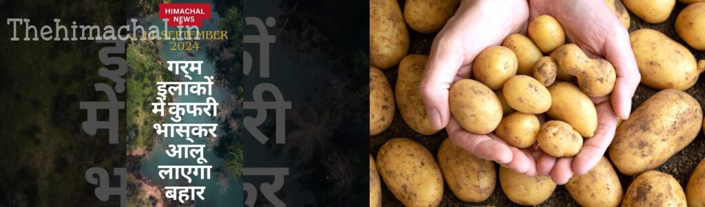 गर्म इलाकों में कुफरी भास्कर आलू लाएगा बहार