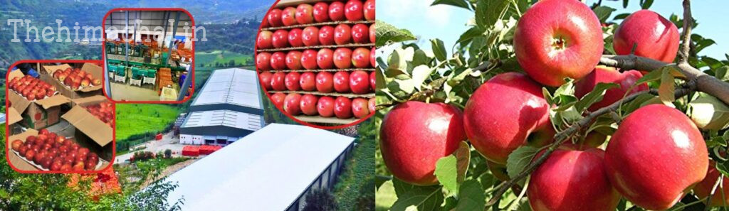 पिछले साल के मुकाबले 16 लाख ज्यादा सेब पेटियां मार्केट में पहुंची