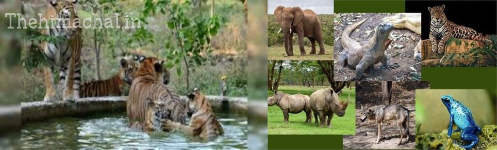 Bankhandi zoo : बनखंडी चिडिय़ाघर में वन्य प्राणियों के अनुकूल बनेगा मौसम