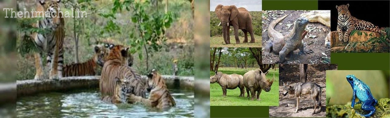 बनखंडी चिड़ियाघर में वन्य प्राणियों के लिए अनुकूल होगा मौसम