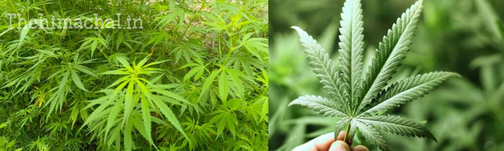 पालमपुर-सोलन में भांग की खेती करेगी सरकार
