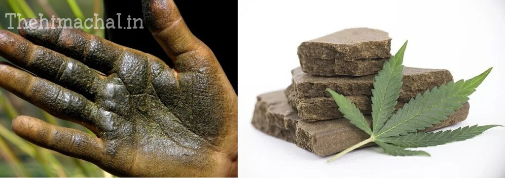 charas-cannabis