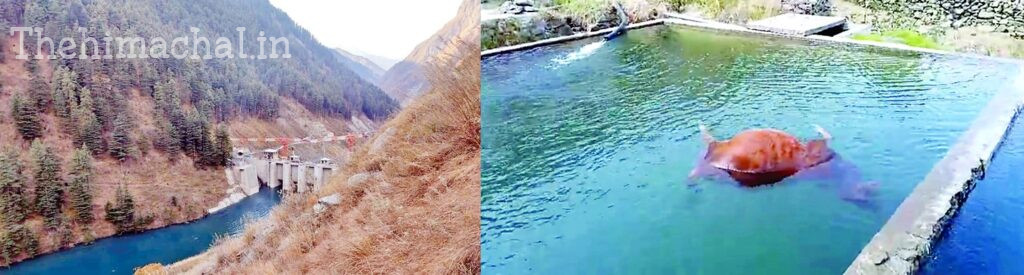Himachal News: भरमौर में पानी के टैंक में मृत मिला बछड़ा, लोगों में हडक़ंप