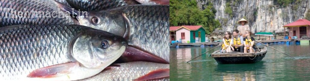 Himachal News: फिशिंग टूरिज्म का हब बनेगा हिमाचल प्रदेश