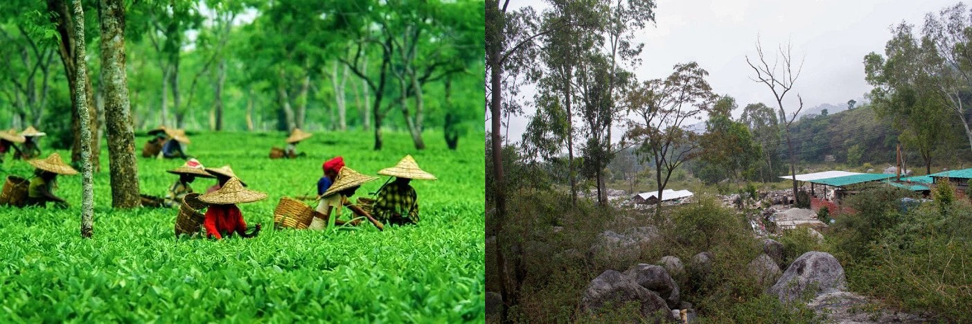 पालमपुर: एक वृक्षारोपण केंद्र