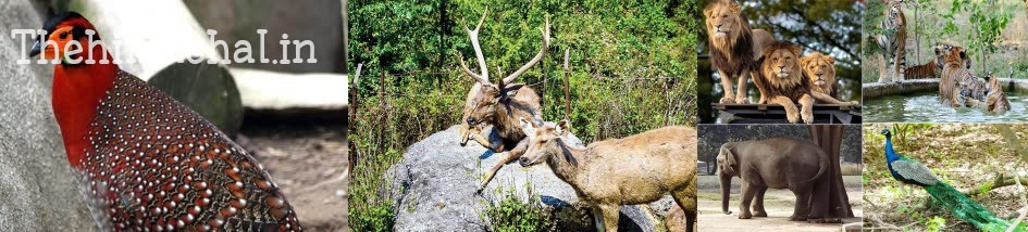 Himachal News: श्रीरेणुकाजी चिड़ियाघर के बेजुबानों को गोद लेंगे लोग