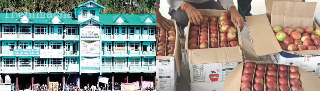 सोलन सेब मंडी में 400 करोड़ का कारोबार
