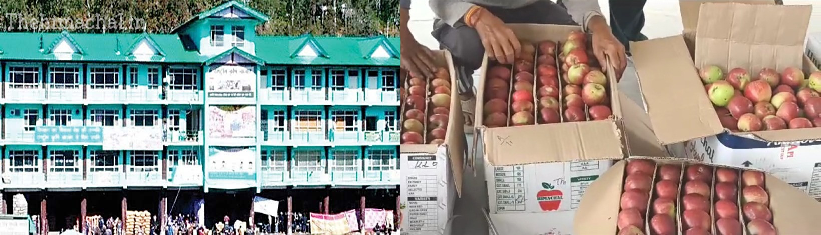 सोलन सेब मंडी में 400 करोड़ का कारोबार