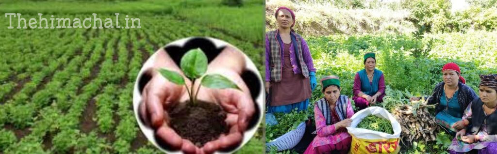 national-mission-on-natural-farming-himachal-agriculture-sakhi