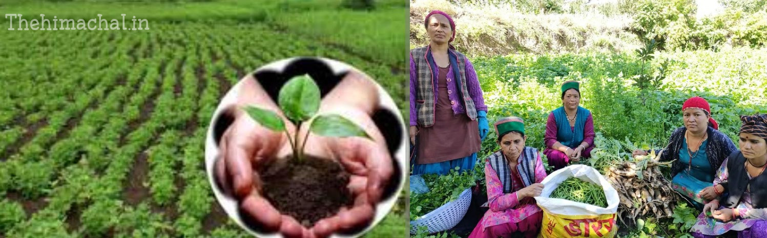 national-mission-on-natural-farming-himachal-agriculture-sakhi