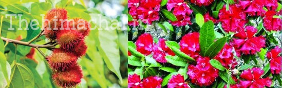 Sirmour News: रिटायर एक्सईएन ने 37 साल पुराना सपना पूरा किया, सिंदूर के पौधे तैयार किए