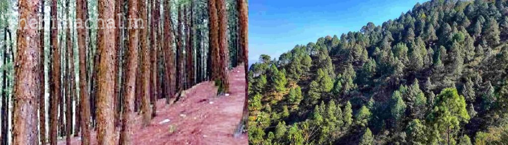 dried-pine-trees-cutting-demand-cm-sukhu-memorandum