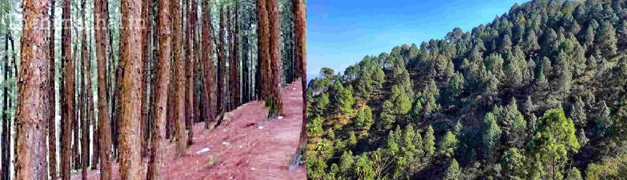 dried-pine-trees-cutting-demand-cm-sukhu-memorandum