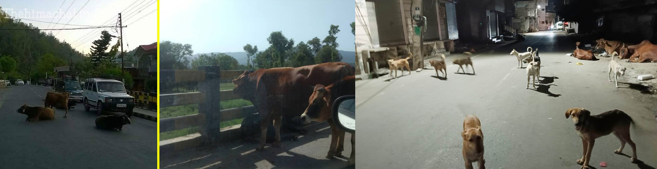 kangra-awara-pashu-damage-three-vehicles