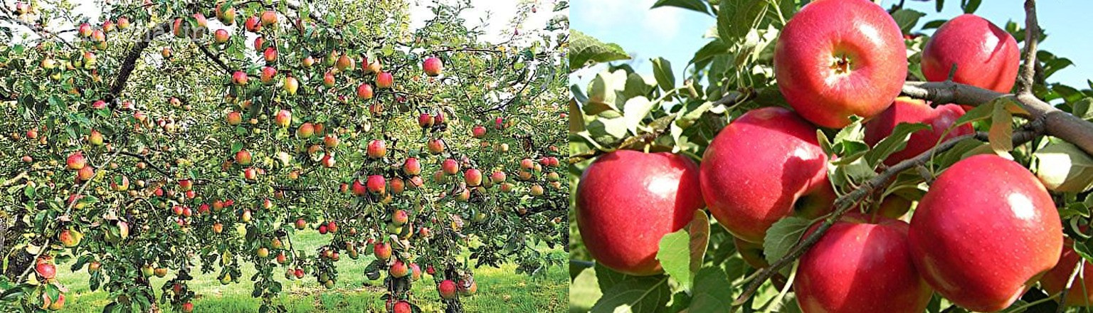 himachal-apple-concentrate-export-to-usa