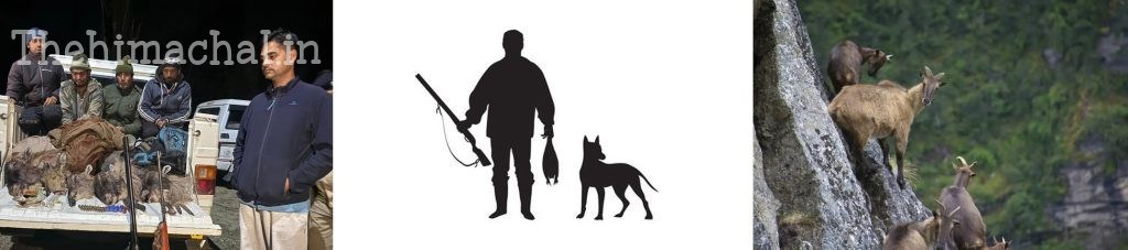 jia-himalayan-thar-illegal-hunting-strict-action