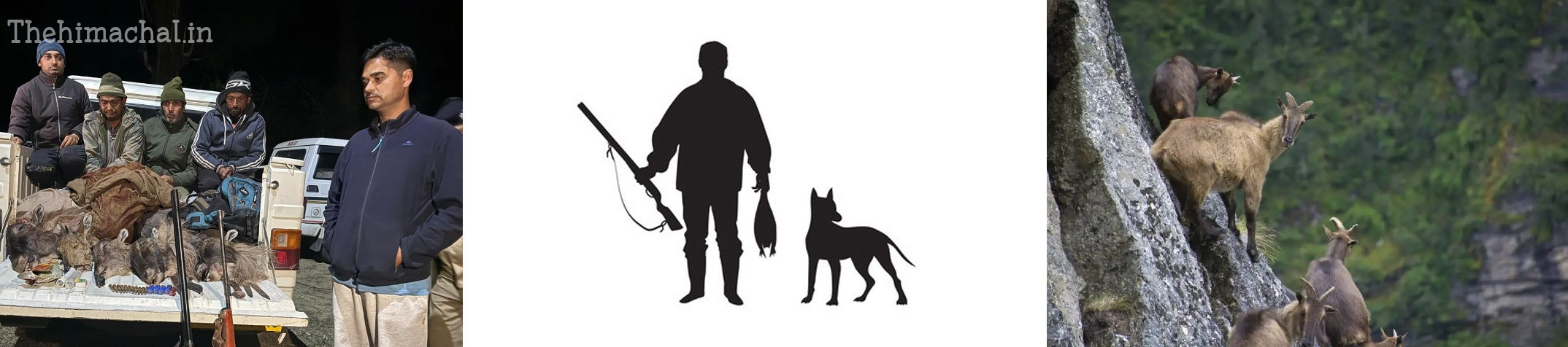 jia-himalayan-thar-illegal-hunting-strict-action