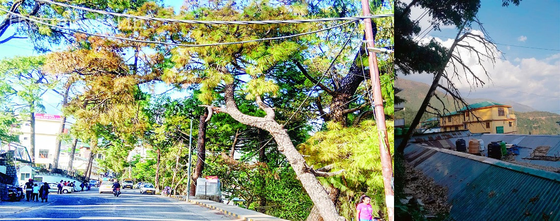 dharamshala-dry-old-trees-danger-removal-issue