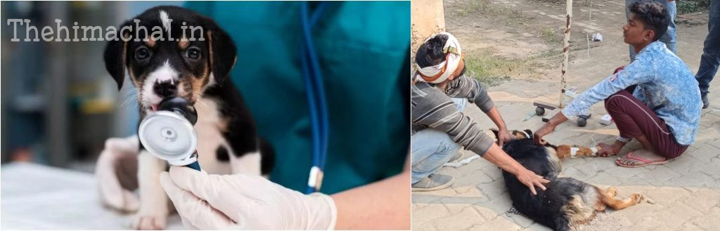 kangra-parvo-virus-in-dogs-symptoms-prevention