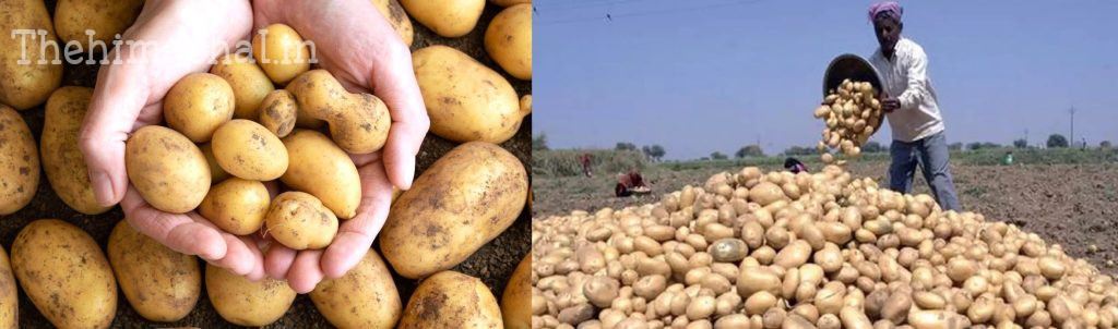 potato-farming-without-plowing-saurav-sharma-technique