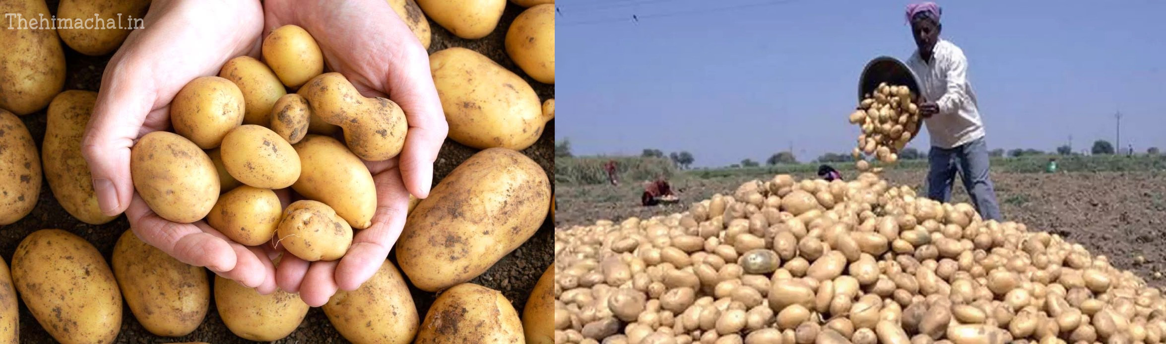 बिना खेत जोते आलू की खेती: सौरव शर्मा की तकनीक से कम खर्च में आएगी खुशहाली