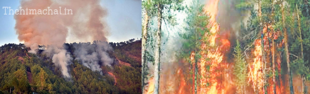 हिमाचल में जंगलों में लगी आग से हड़कंप, 9 दिनों में 113 हेक्टेयर वन क्षेत्र स्वाहा