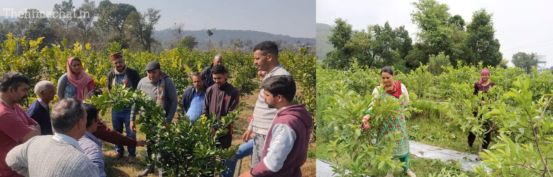 Himachal Horticulture Mission: बागबानी विकास के लिए प्रदेश ने केंद्र से मांगे 61.87 करोड़ रुपये