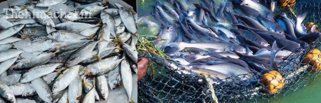 himachal-fish-production-increased-by-182-metric-ton-2025