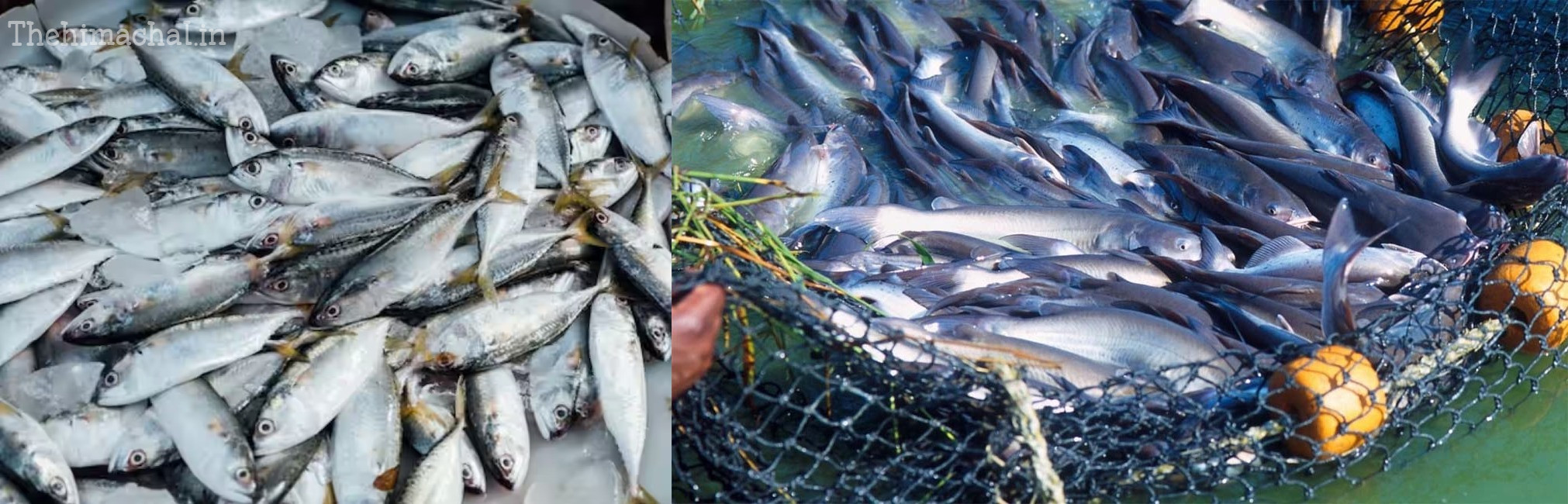 himachal-fish-production-increased-by-182-metric-ton-2025