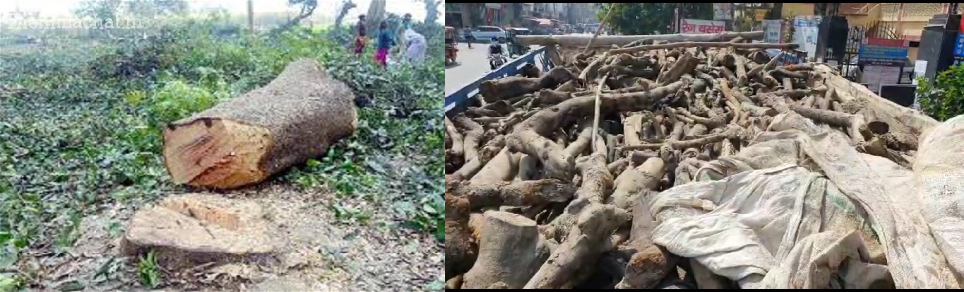 Bangana Una में अवैध वन कटान, Forest Department ने पकड़ी Khair की लकड़ी से भरी ट्राला