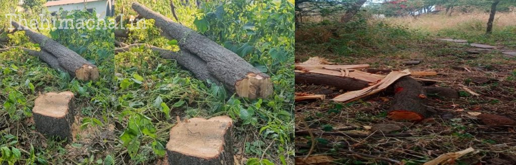 dadasiba-sandalwood-tree-theft