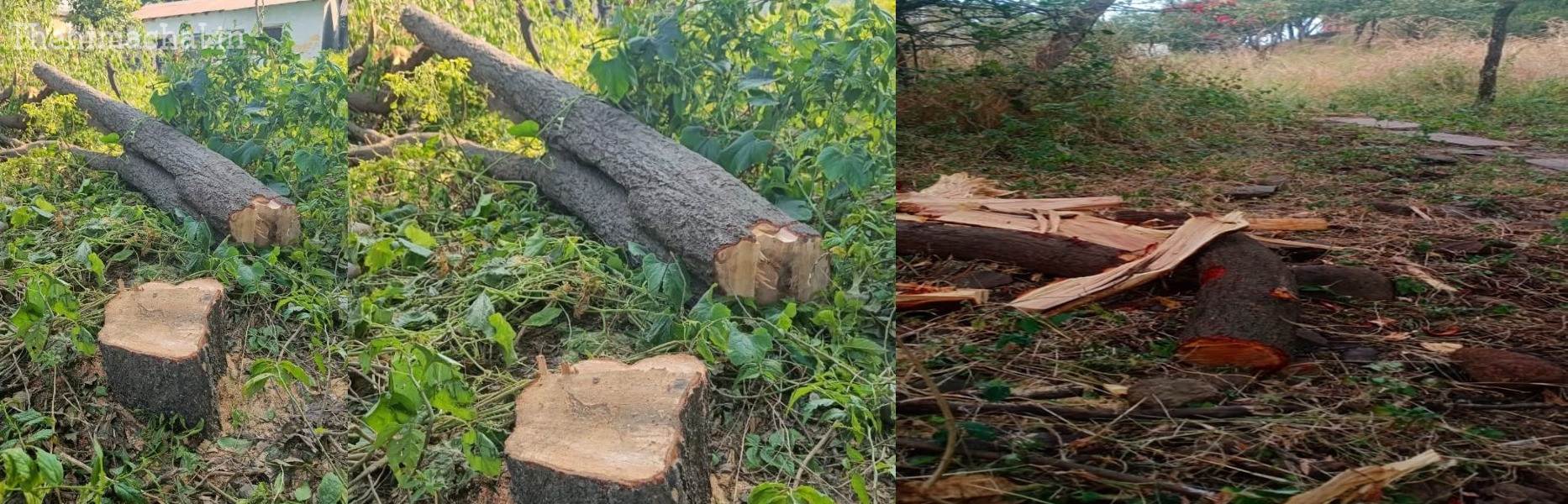 डाडासीबा: चोरों ने काटा और चुराया चंदन का पेड़