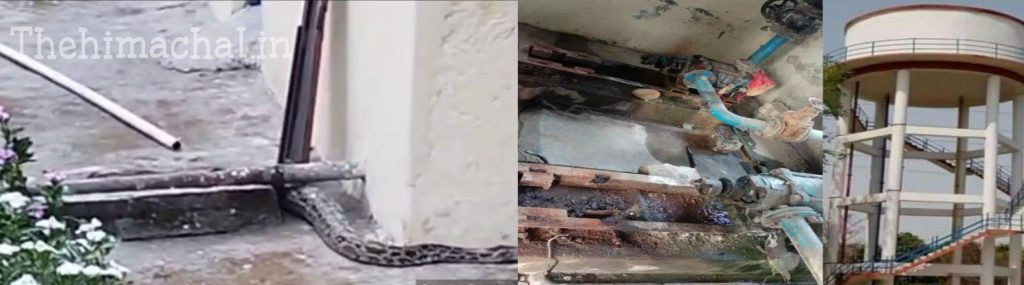 python-enters-ser-blauni-pump-house-safely-rescued