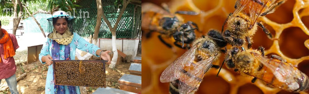world-bee-day-2025-himachal-native-bees-mud-hives-conservation