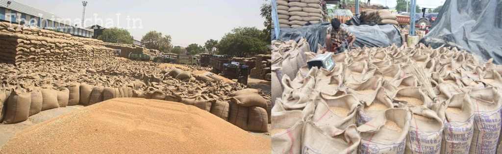 wheat-procurement-2912-metric-ton-update