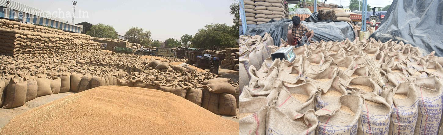 wheat-procurement-2912-metric-ton-update