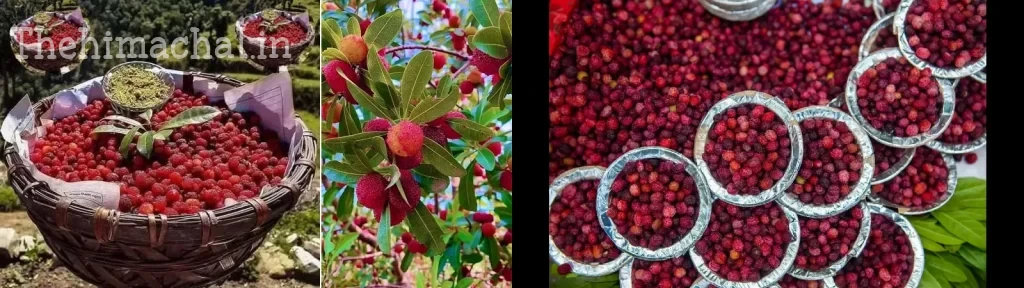 himachal-wild-berry-kafal-more-expensive-than-apple-health-benefits