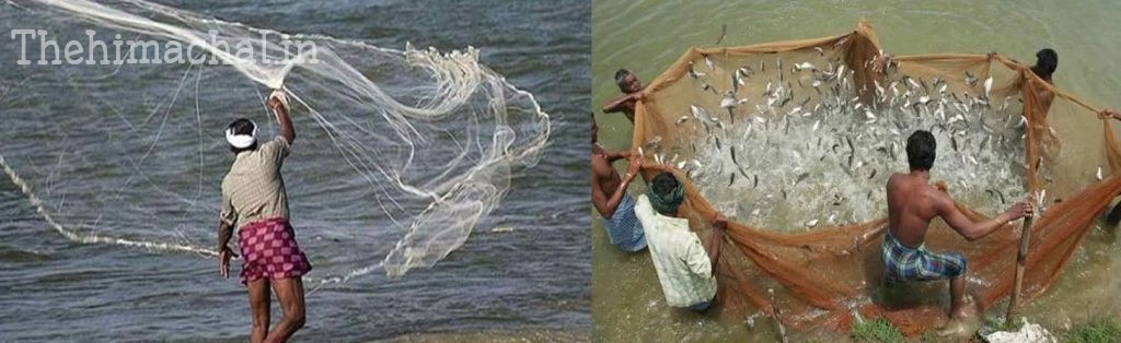 fish-catching-ban-till-15-august-himachal
