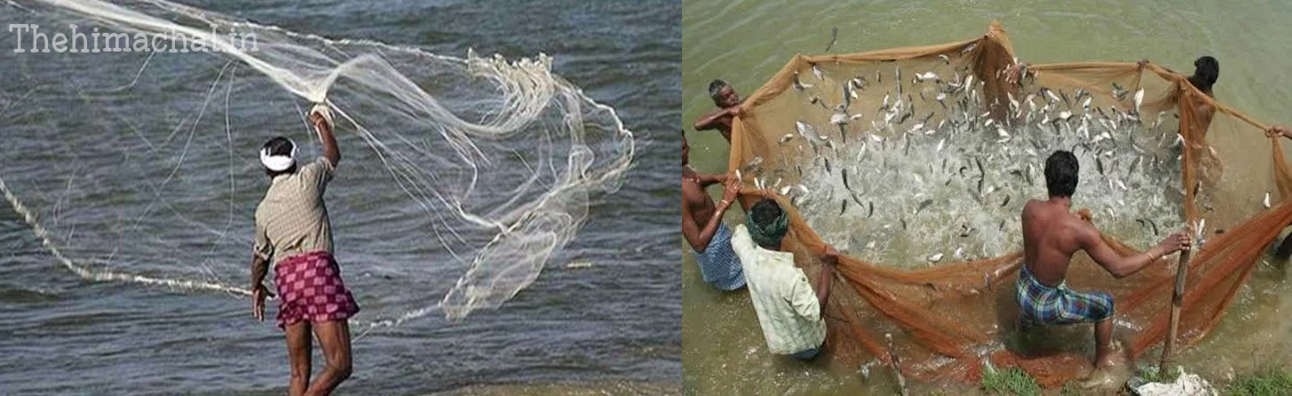 fish-catching-ban-till-15-august-himachal