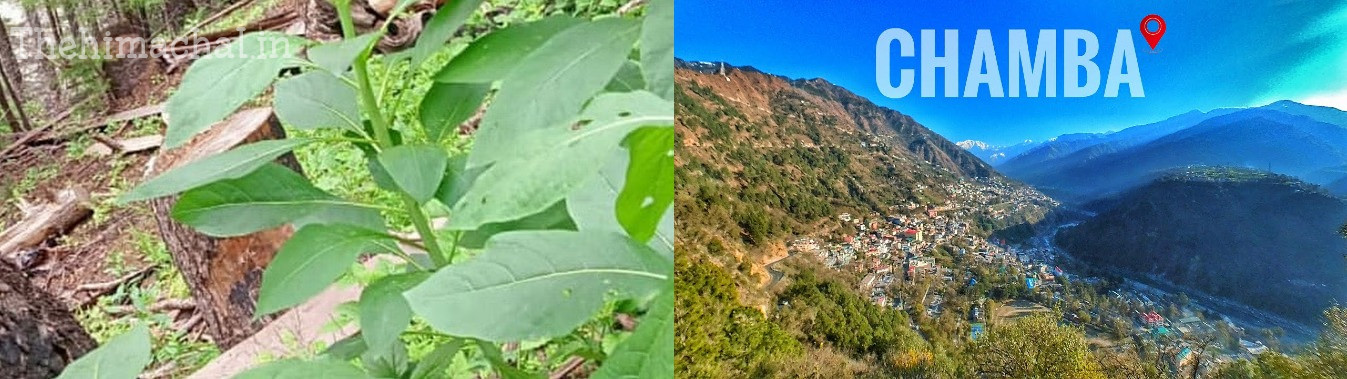 himachal-labourers-missing-after-eating-wild-sag