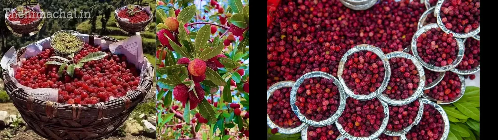himachal-wild-berry-kafal-more-expensive-than-apple-health-benefits