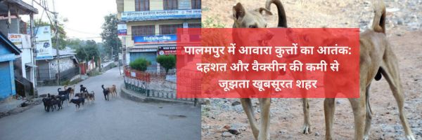 पालमपुर में आवारा कुत्तों का आतंक: दहशत और वैक्सीन की कमी