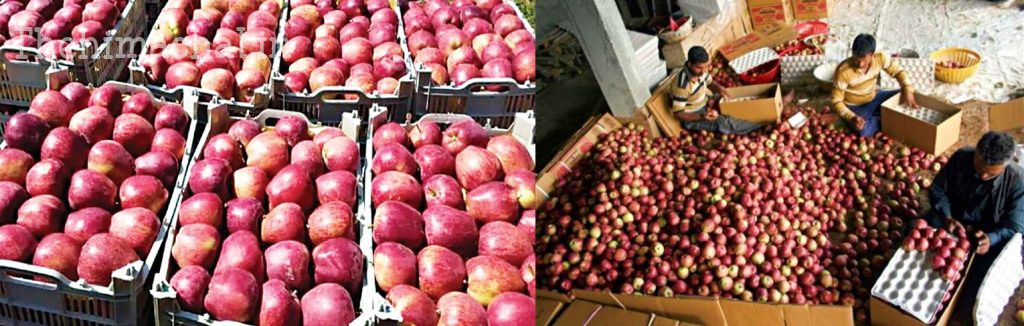 himachal-only-one-agency-to-procure-apples-this-year