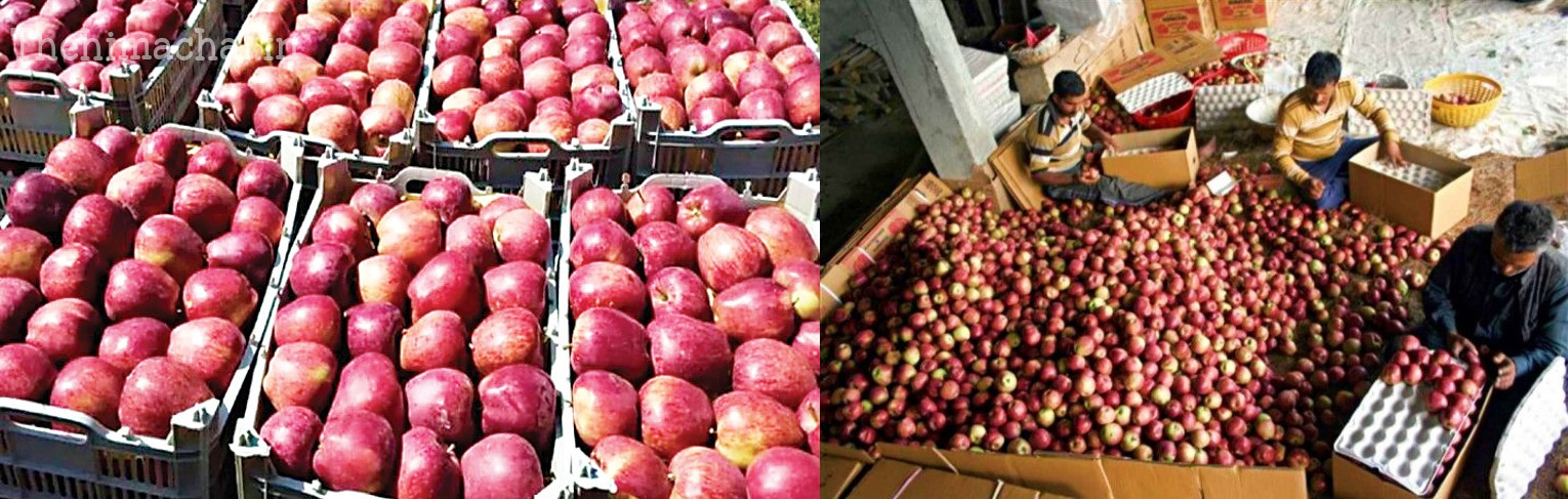 himachal-only-one-agency-to-procure-apples-this-year