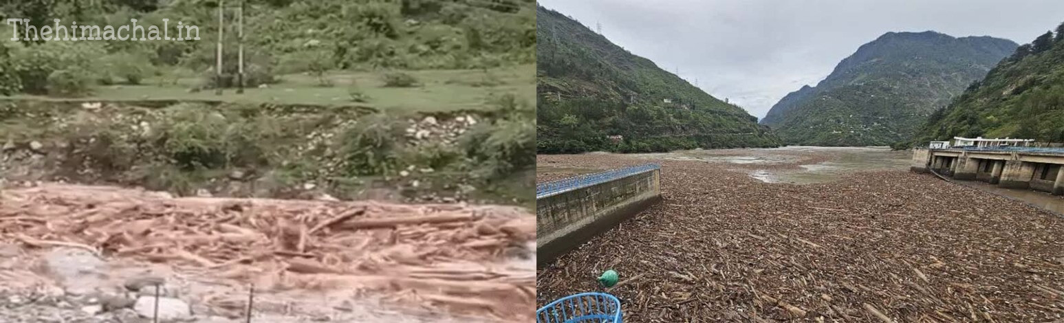 pandoh-dam-wood-forest-report-no-illegal-logging