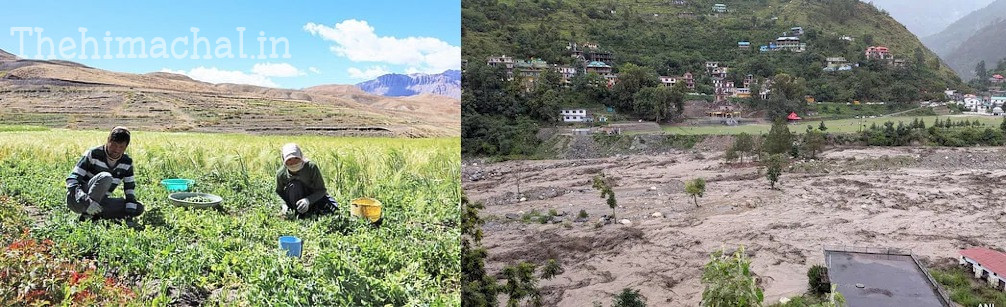लाहौल-स्पीति में मानसून की मार, किसानों-बागवानों की फसलें संकट में!